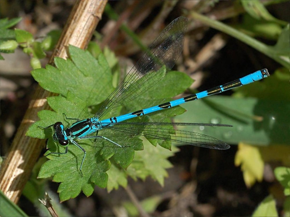 Coenagrion hastulatum