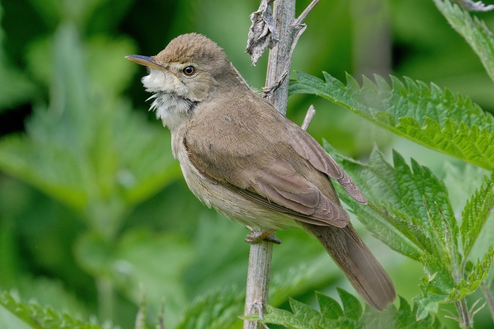 Acrocephalus rehsei