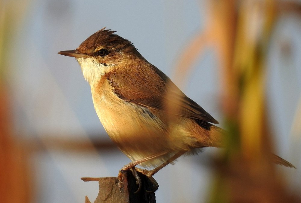 Paddyfield Warblers