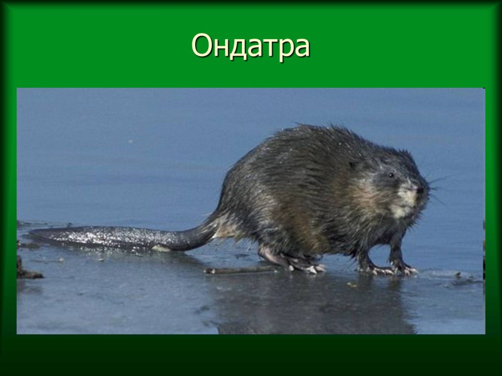 Ондатра красная