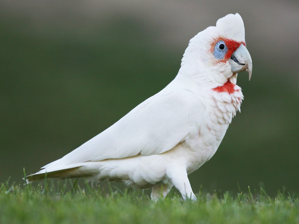 Cacatua tenuirostris