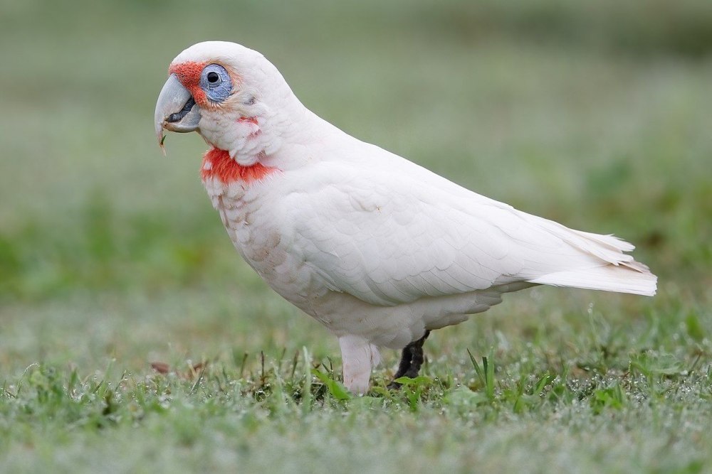 Какаду соломонский (Cacatua ducorpsii)