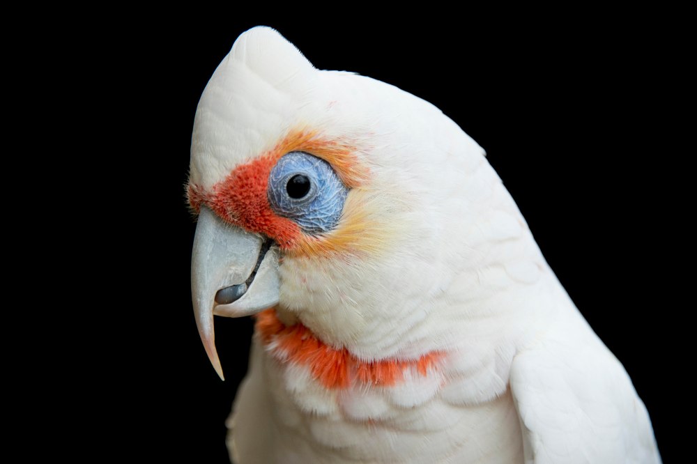 Cacatua tenuirostris