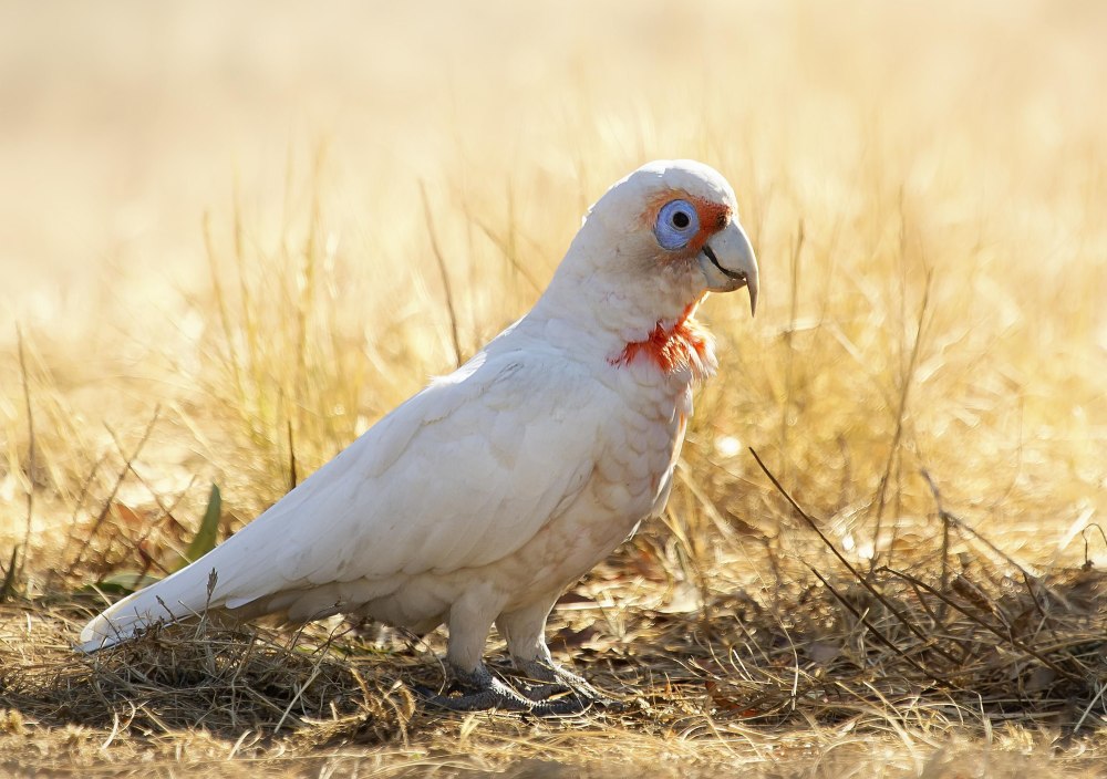 Cacatua tenuirostris