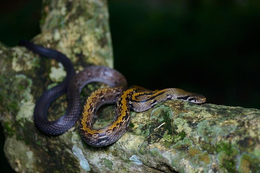 Coelognathus flavolineatus