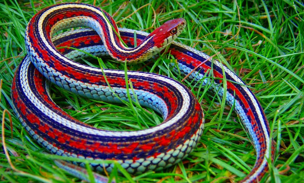Подвязочная змея (Thamnophis sirtalis)