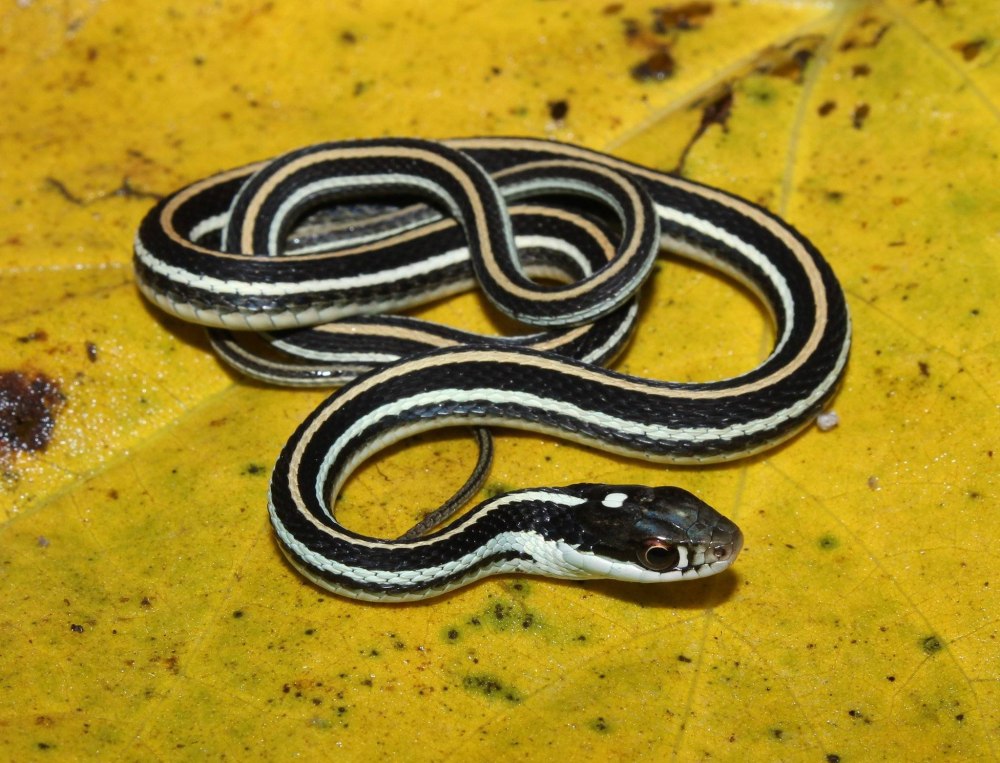 Подвязочная змея (Thamnophis sirtalis)
