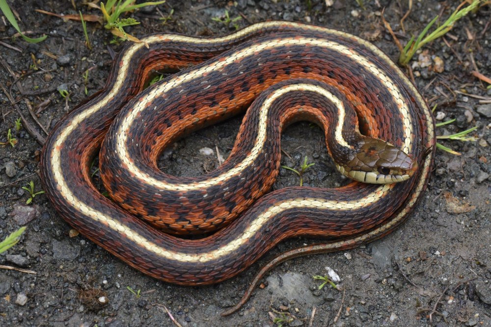 Thamnophis elegans