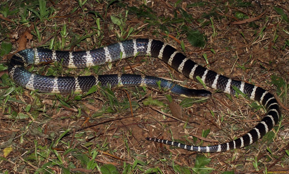 Bungarus multicinctus