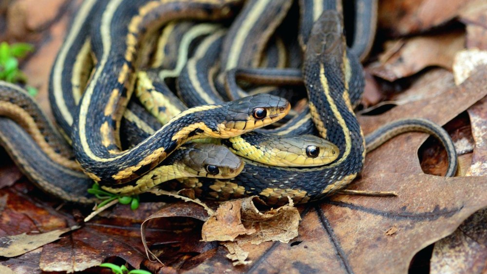 Подвязочная змея (Thamnophis sirtalis)