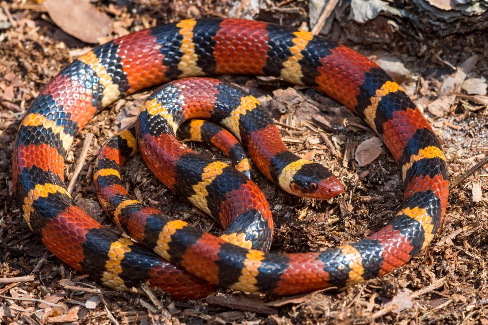 Lampropeltis Triangulum elapsoides