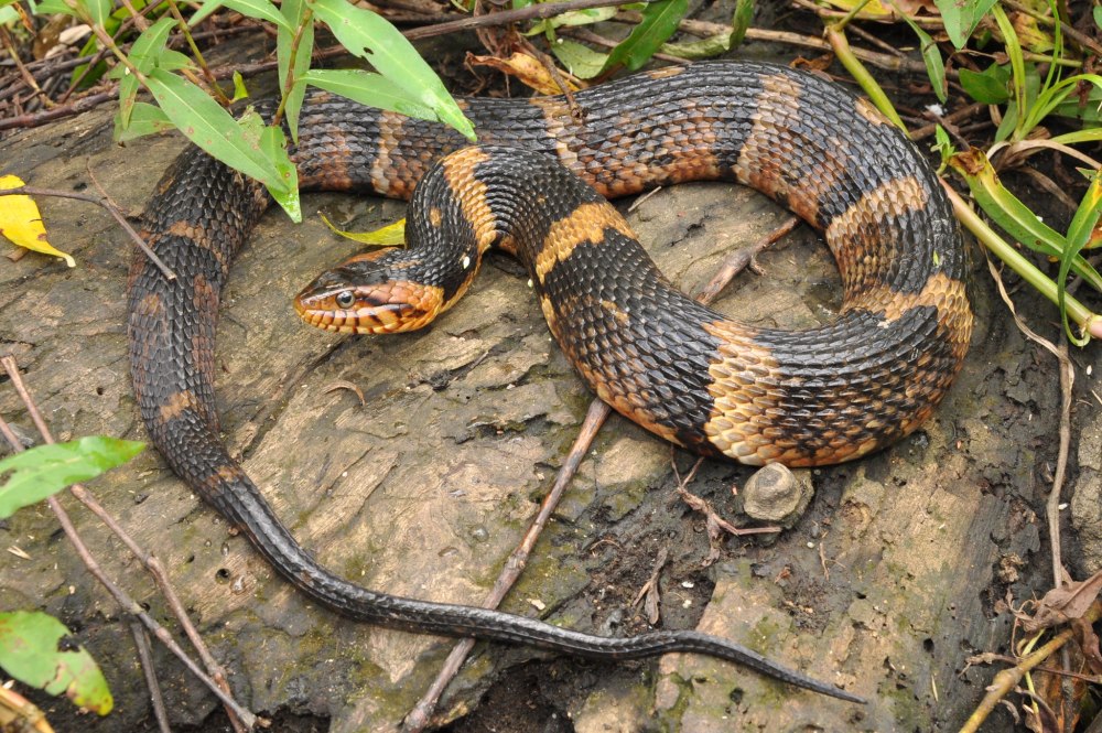 Полосатый уж Nerodia fasciata