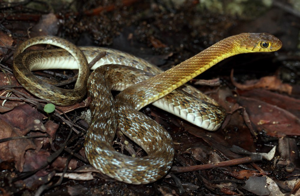 Полосатый Лесной уж (Amphiesma stolatum)