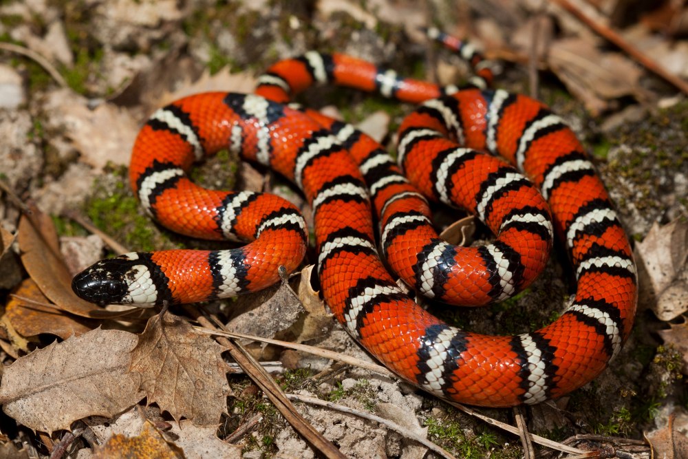 Lampropeltis zonata