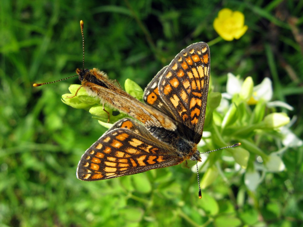 Шашечница Авриния Euphydryas aurinia