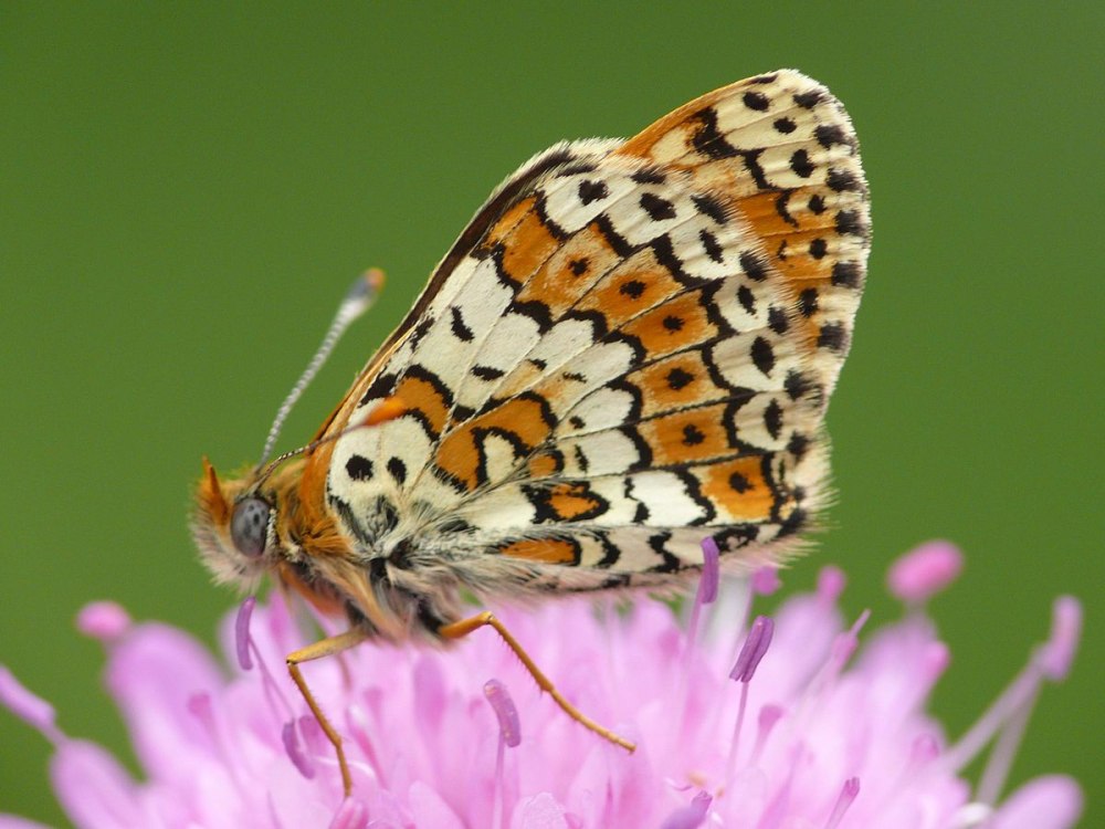 Шашечницы (Melitaeini)