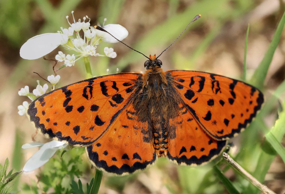 Melitaea Persea