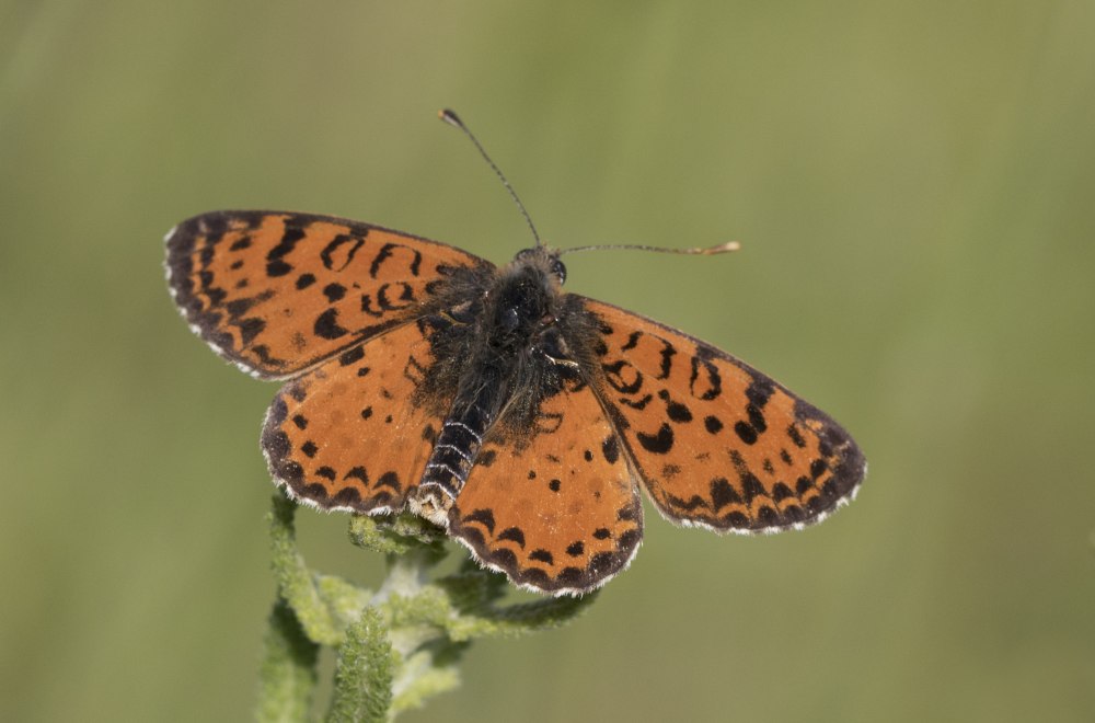 Melitaea caucasogenita genitalium
