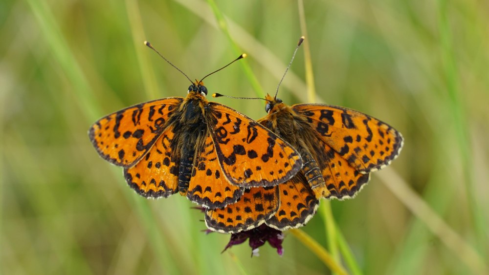 Melitaea Didyma