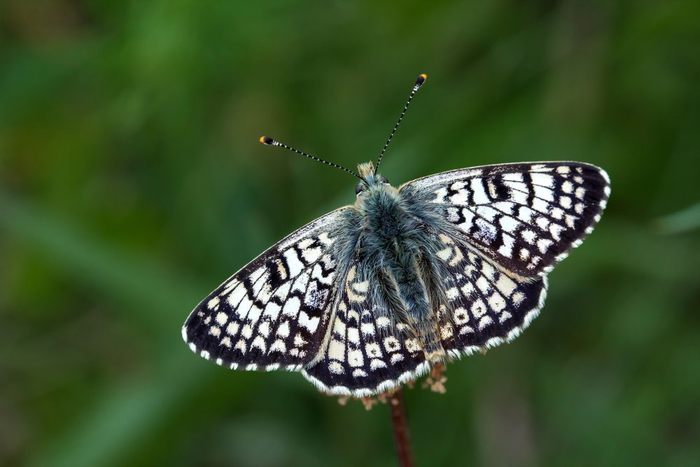 Glanville Butterfly