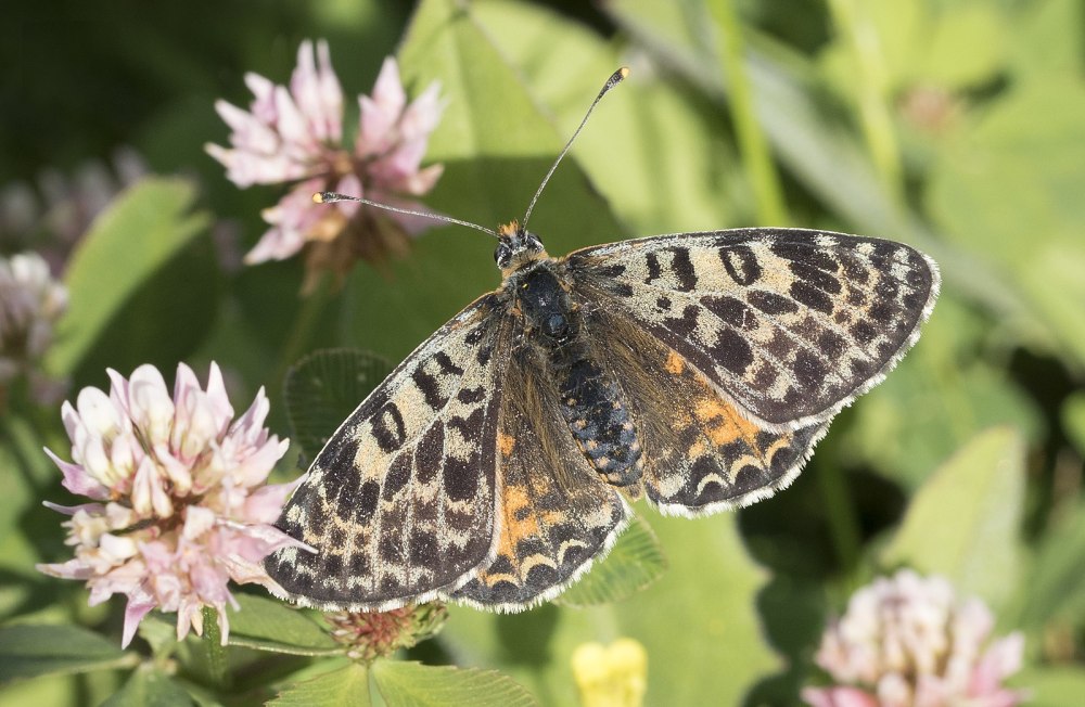 Melitaea Fergana