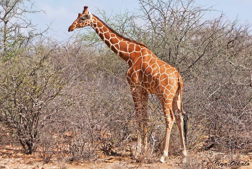 Сетчатый жираф