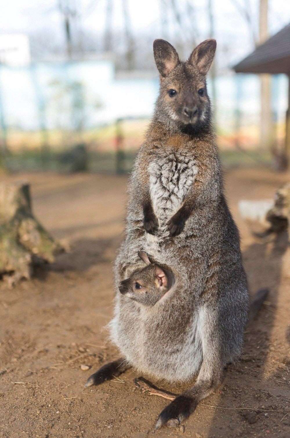 Prote bebe Wallaby