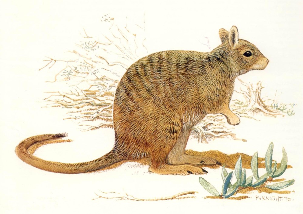 Lagostrophus fasciatus