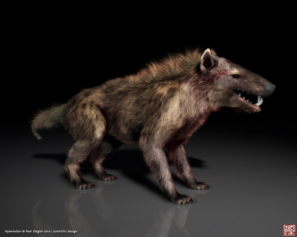 Гиенодон (Hyaenodon)