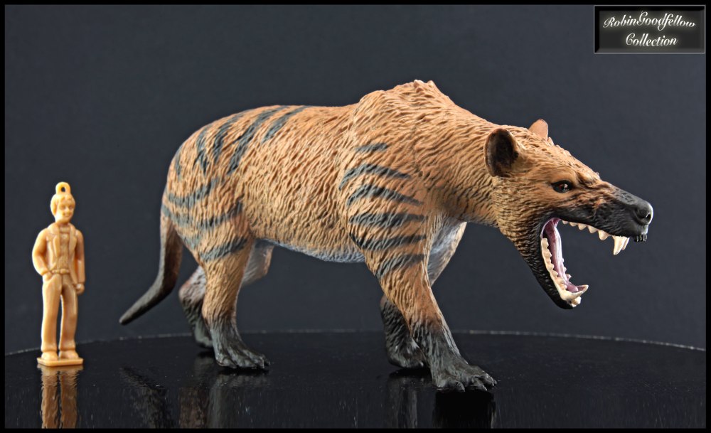 Collecta Эндрюсарх