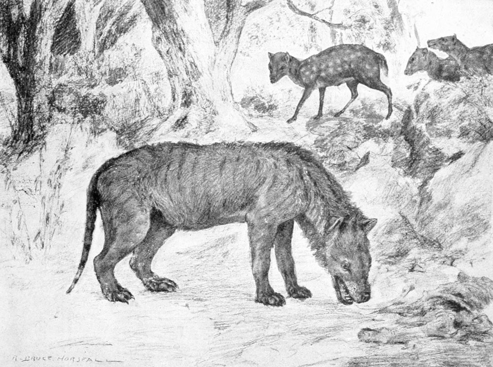 Hyaenodon horridus