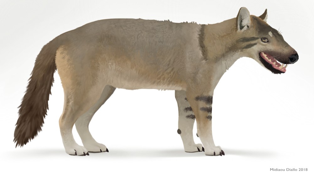 Гиенодон (Hyaenodon)