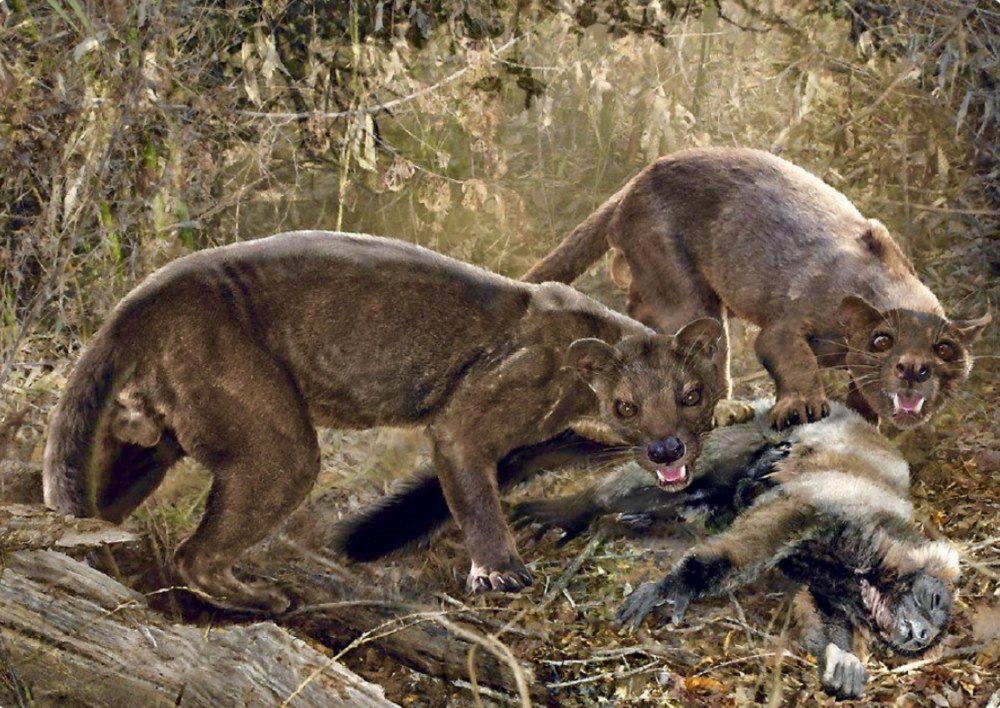 Гигантская Фосса (Cryptoprocta spelea)