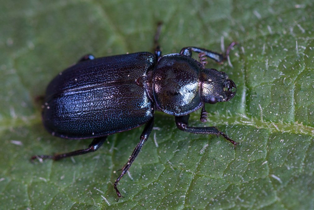 Platycerus caprea