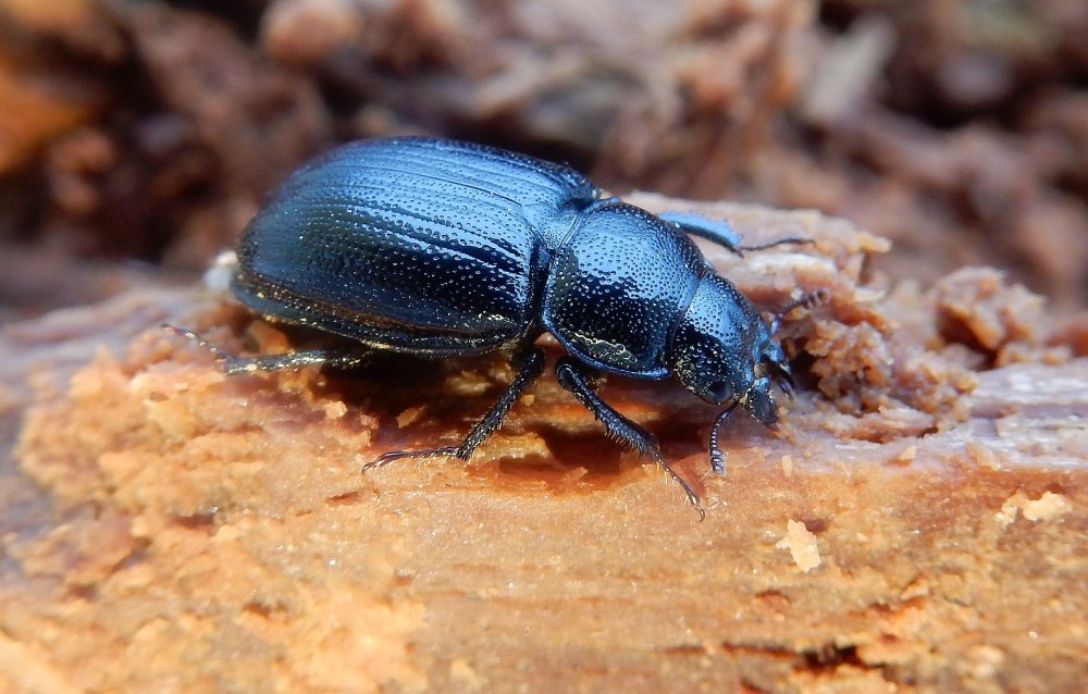 Ceruchus chrysomelinus (Hochenwarth, 1785)