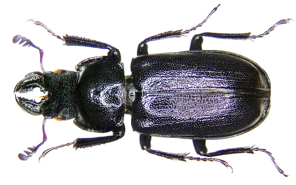 Синий Рогач Platycerus caraboides