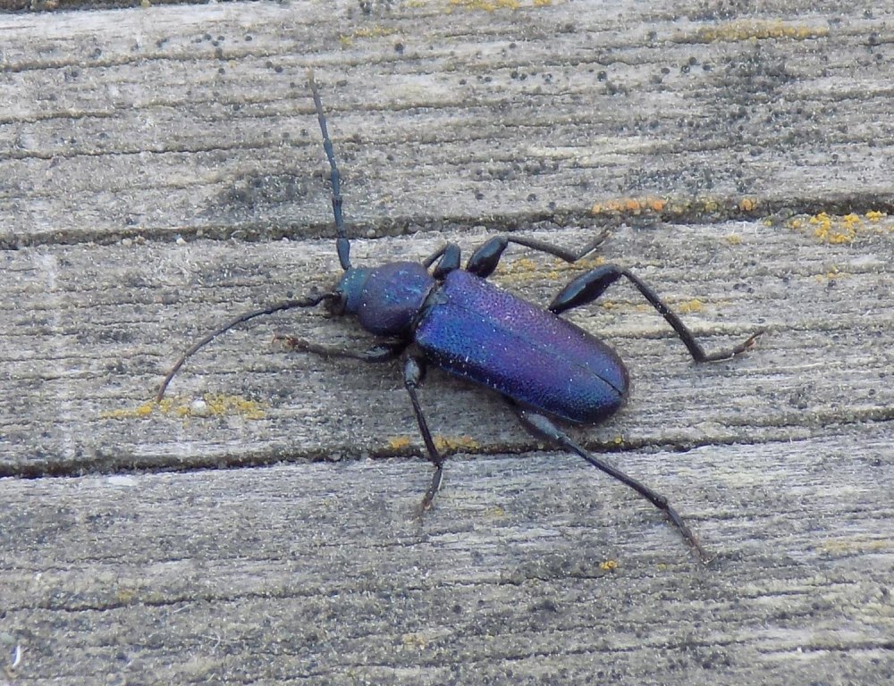 Жук Callidium violaceum