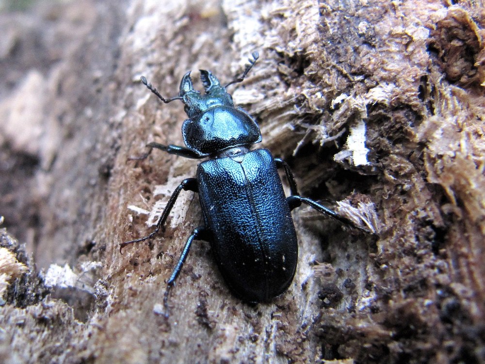Platycerus caprea