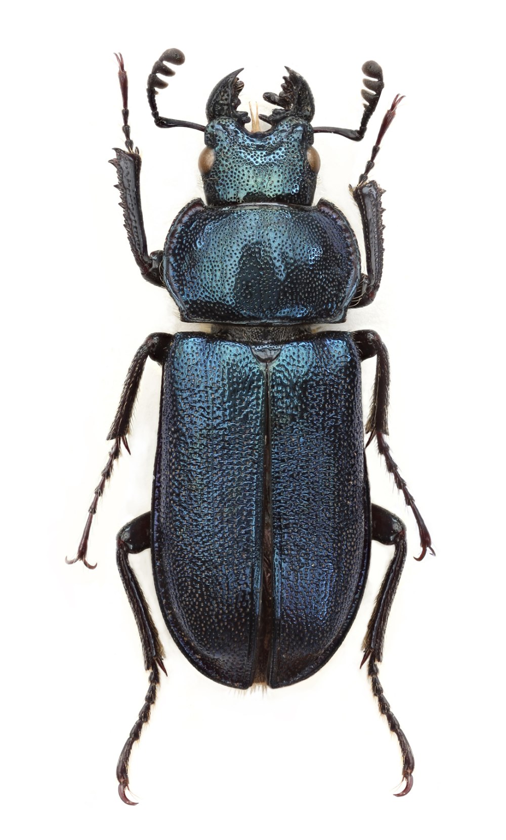 Platycerus caraboides (Linnaeus, 1758)