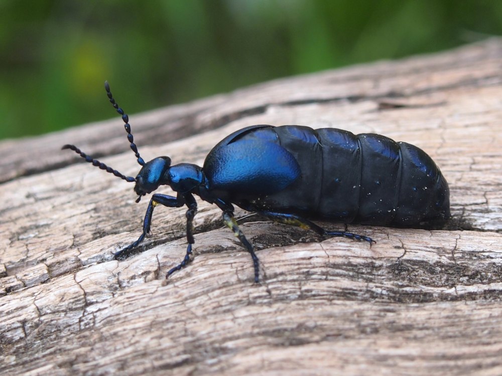 Синий Жук Meloe violaceus