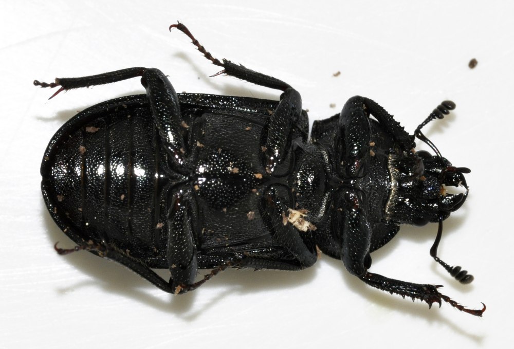 Platycerus caraboides