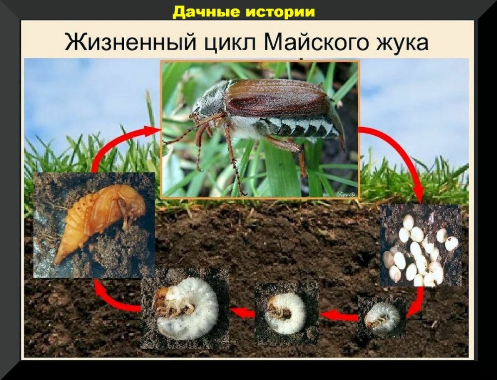 Майский хрущ жизненный цикл