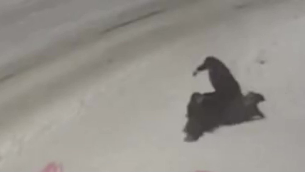 Под солями отрезали голову