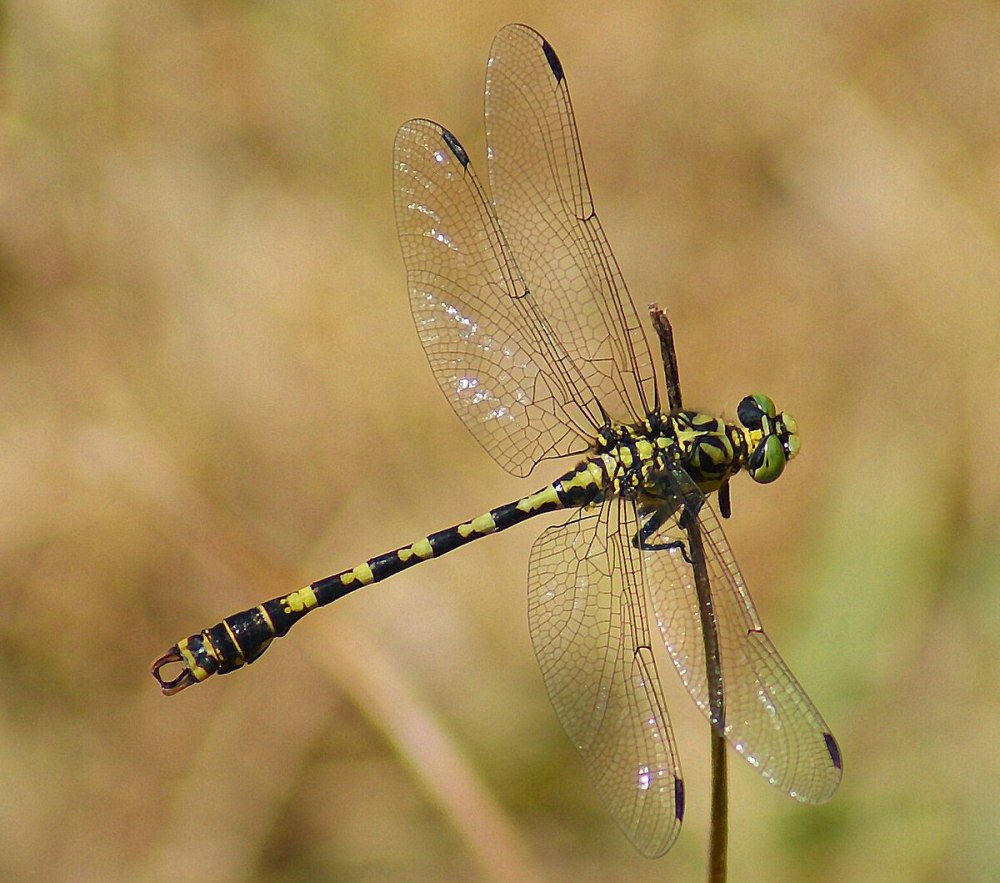 Стрекоза Austrophlebia costalis