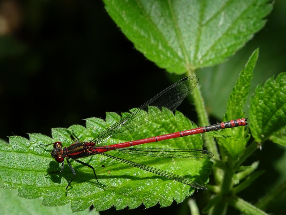 Pyrrhosoma nymphula
