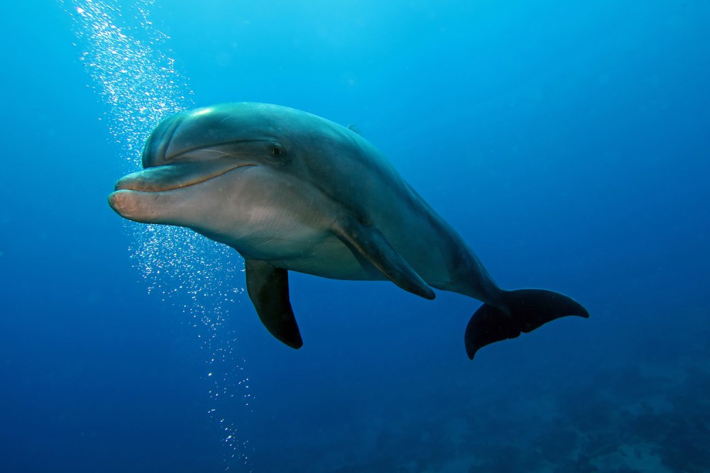 Год дельфина