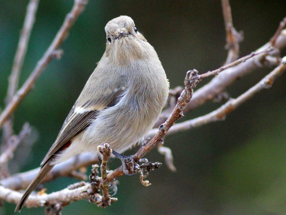 Phoenicurus frontalis