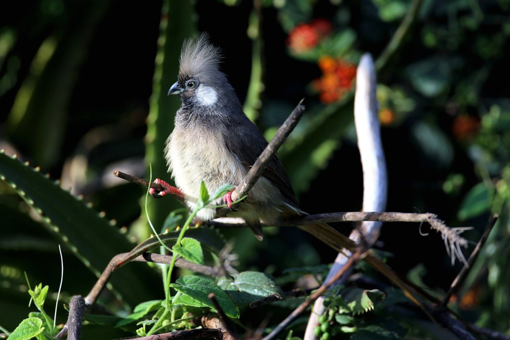 Colius castanotus