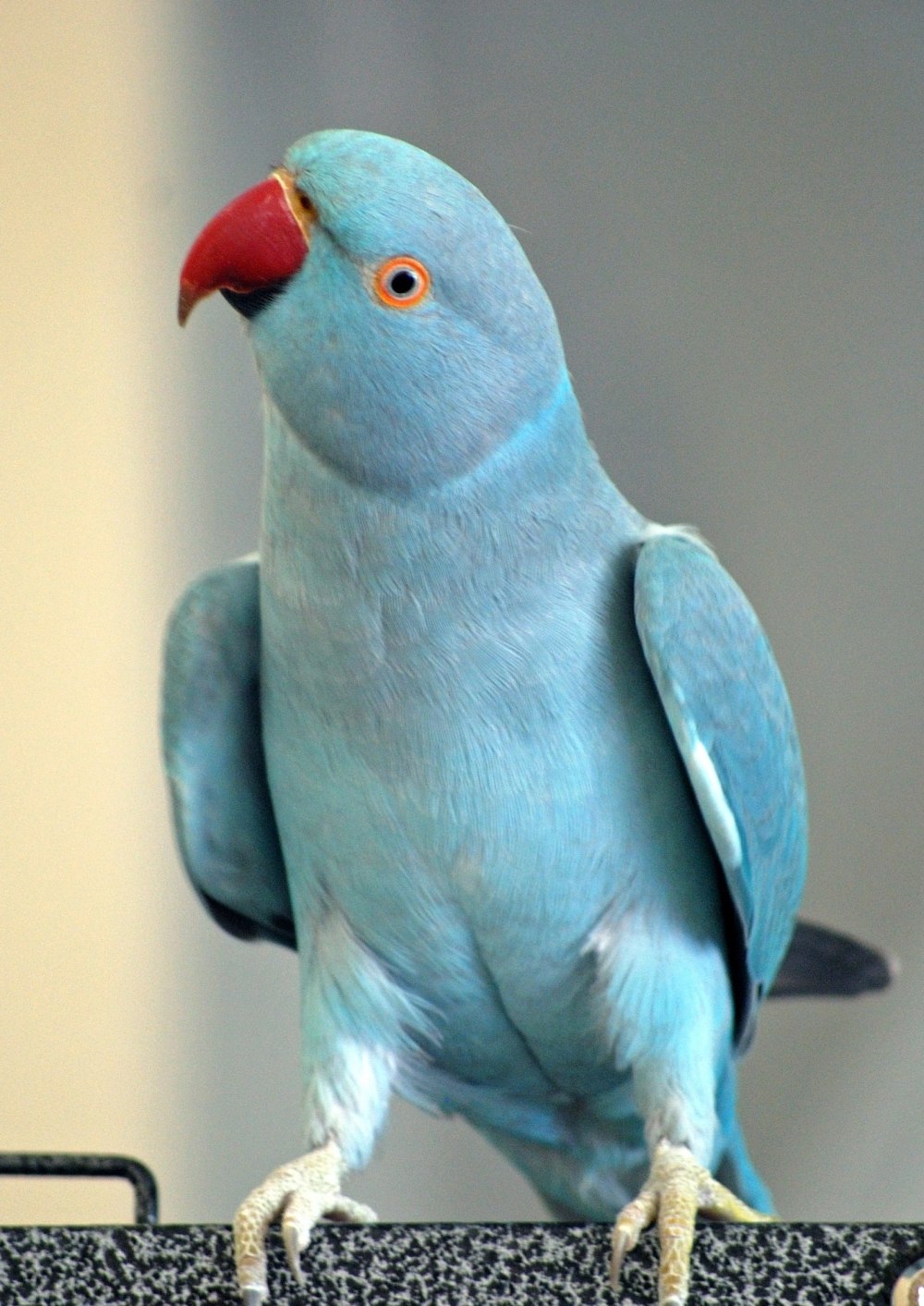 Красноголовый кольчатый попугай