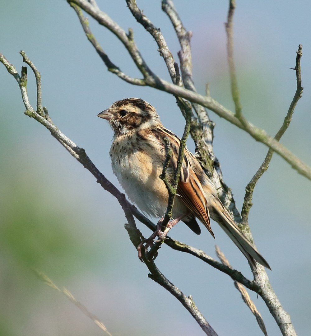 Emberiza fucata